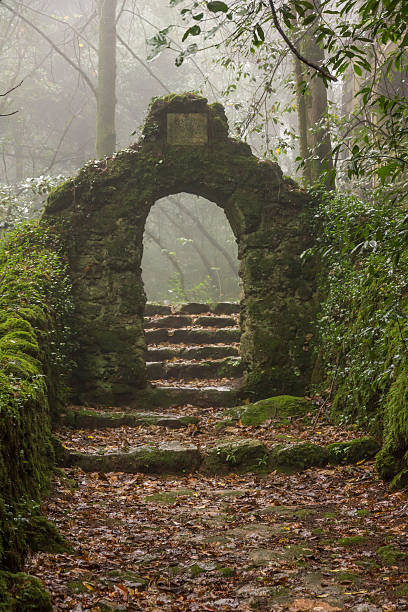 istock mysterious entrance on a foggy florest 512989384