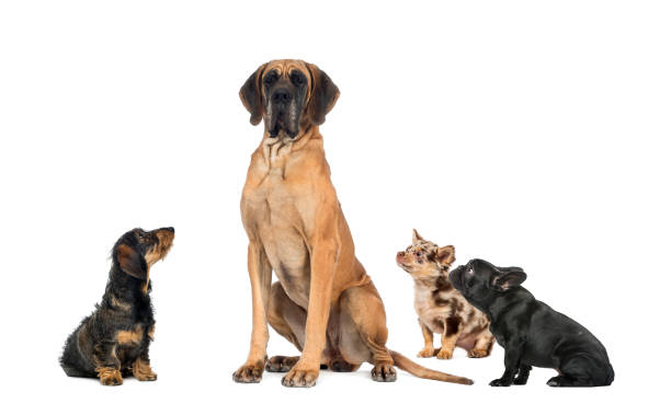 istock Small dogs looking at a big dog 512989485