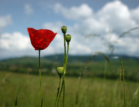 Close-up of poppy flower on rural meadow background