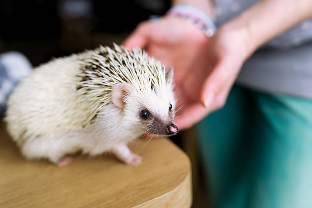 The African hedgehog sits on a table. The woman takes the African hedgehog in hand bristle animal part photos stock pictures, royalty-free photos & images