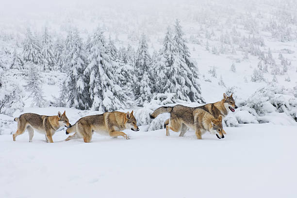 wölfe im schnee - tiergruppe stock-fotos und bilder