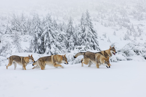wolves  playing inside the snow at natural bayerischer wald - Germany
