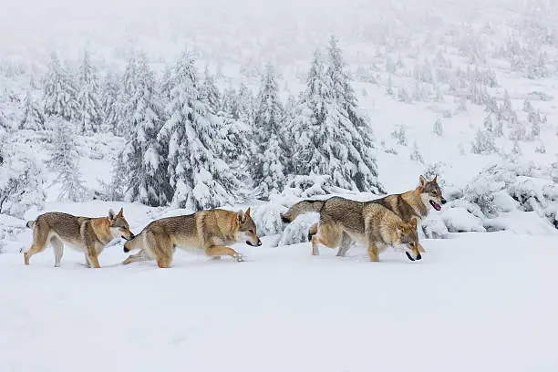 Four wolves in fresh snow in the mountains