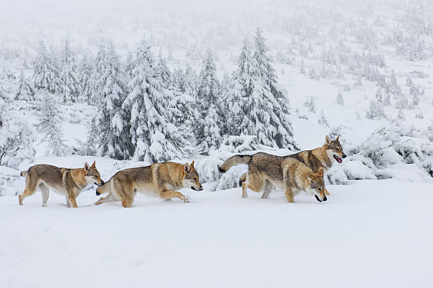 lobos na neve - animal dog winter snow - fotografias e filmes do acervo