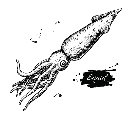 Vector vintage squid drawing. Hand drawn monochrome seafood illustration. Great for menu, poster or label.