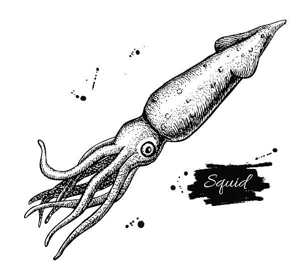 197 Octopus Outline Pictures Illustrations & Clip Art - iStock