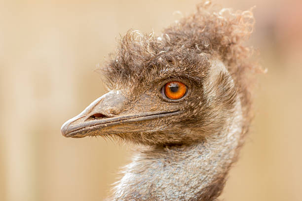 istock ostrich looking aside on safari park 512990084