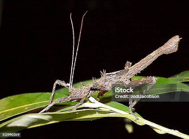 Walking Stick Insect Stock Photo - Download Image Now - Horizontal, Insect, Island of Borneo