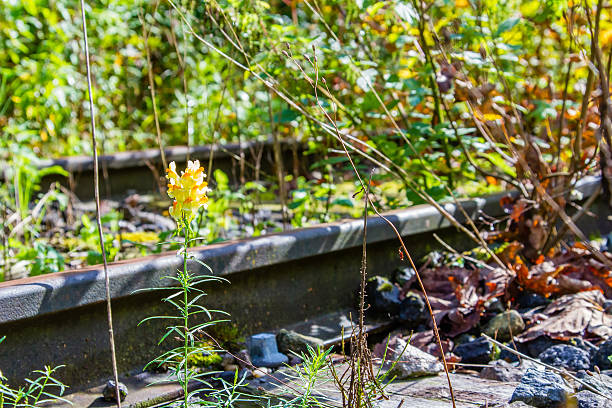 abandonned railway tracks stock photo