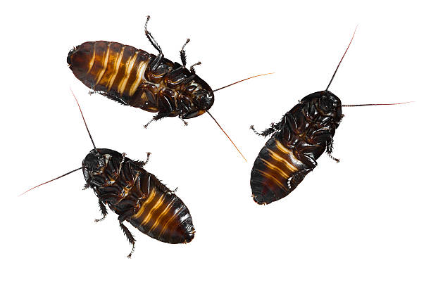 istock Madagascar hissing cockroaches 512990602