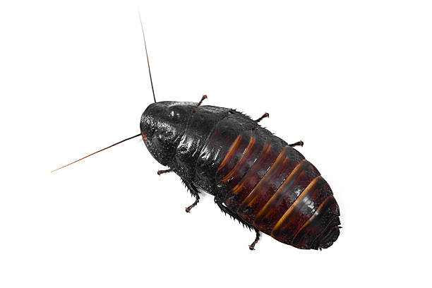 마다가스카 hissin 바퀴벌레 - cockroach hissing ugliness insect 뉴스 사진 이미지