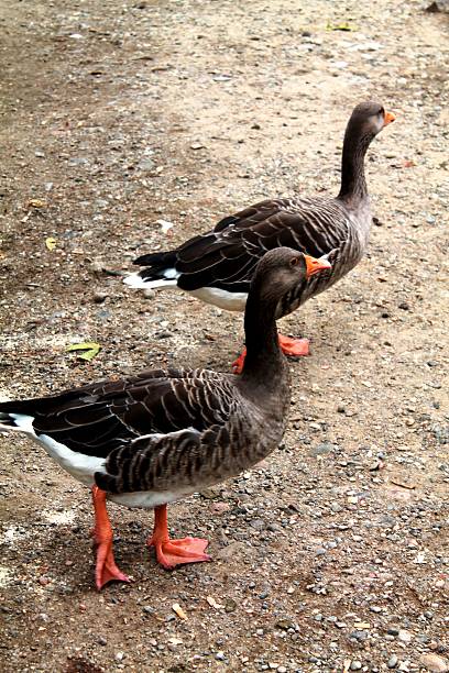 geese going away geese walking on dirt road strada sterrata stock pictures, royalty-free photos & images