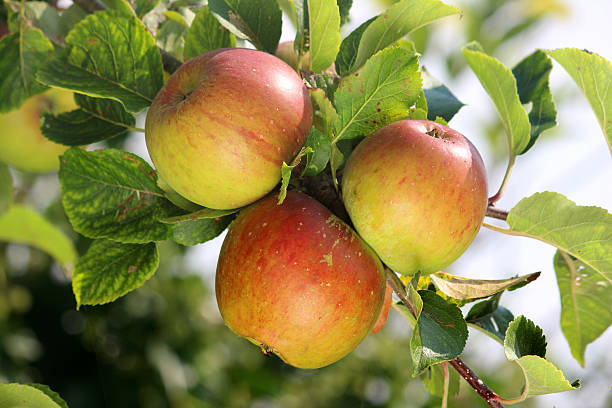 Organic apples on apple tree, ripening in sunshine, orchard garden