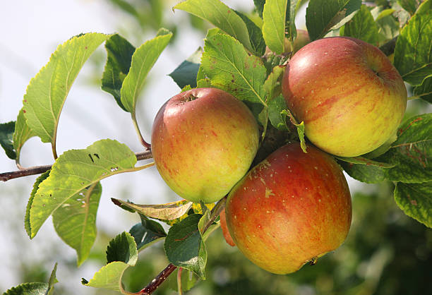 istock Organic apples on apple tree, ripening in sunshine, orchard garden 512991179