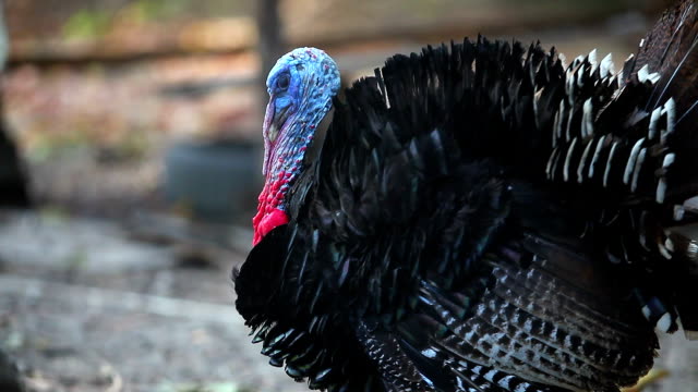10+ Free Turkey Bird & Bird Videos, HD & 4K Clips - Pixabay