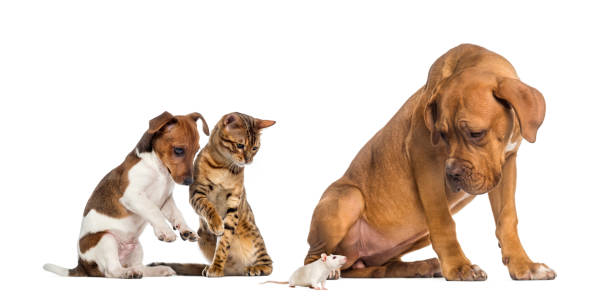 Dogs and Cat looking at a white rat