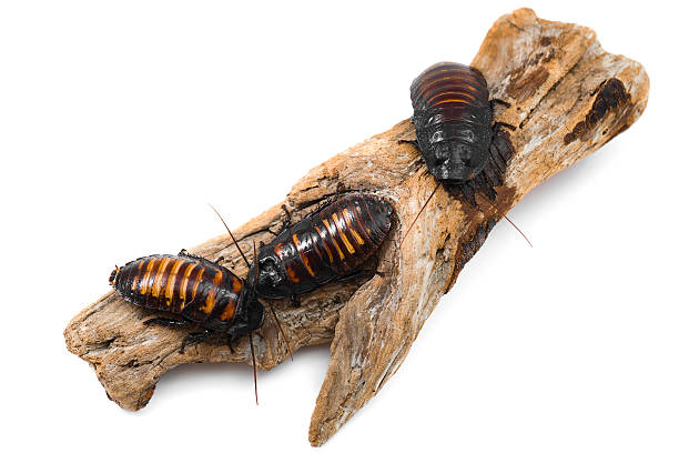 마다가스카 hissin 바퀴벌레 - cockroach hissing ugliness insect 뉴스 사진 이미지