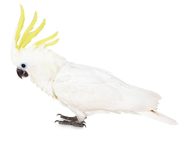 istock Sulphur-crested Cockatoo on the white background 512991757