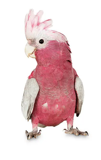 Major Mitchell Cockatoo on the white background.