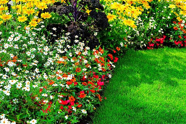 istock Blooming flowers in the garden 02 512991993