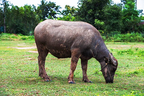 istock Buffalo. Buffalo calf in field 512992051