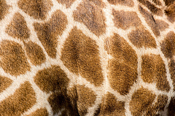 istock beautiful Giraffe (Giraffa camelopardalis) skin for background u 512992136