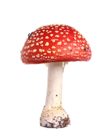 Fly agaric (Amanita muscaria) isolated on white background.