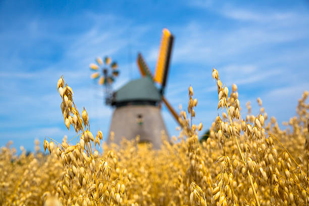mulino a vento con campo di cereali - korn foto e immagini stock