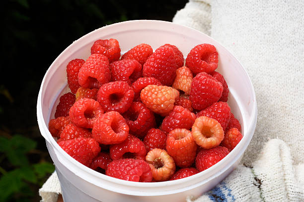 Woman holding bucket of just harvested raspberries.