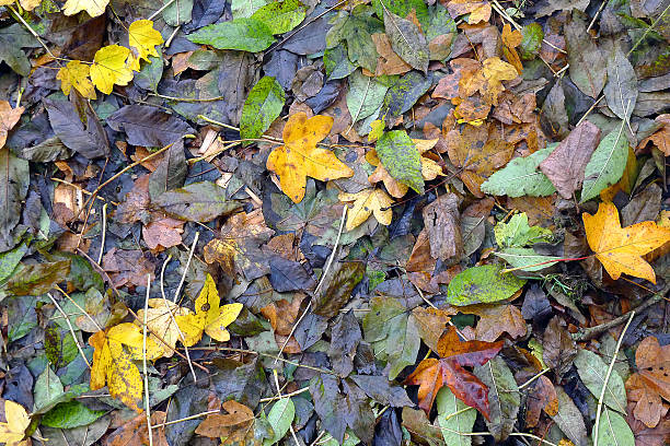 Autumn leaves on the ground stock photo