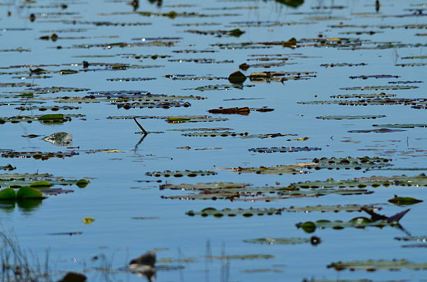 istock Lily pads with wavy edges, floating on calm reflecting water 512994034