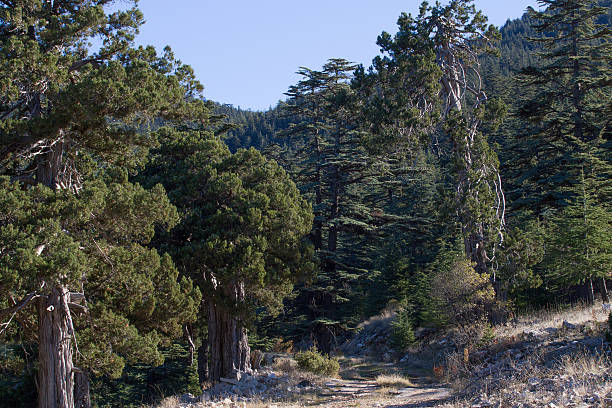istock Dirt road in cedar forest. Mountain way, Turkey 512994840