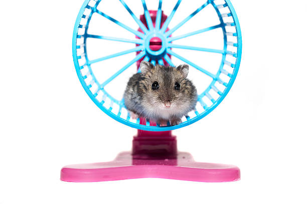 istock Close-up face Djungarian hamster on white background 512994882
