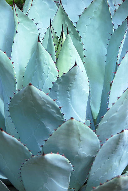 istock Vertical picture of an Agave weberi 512994917