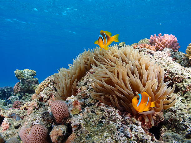istock Sea anemone in blue water 512995063