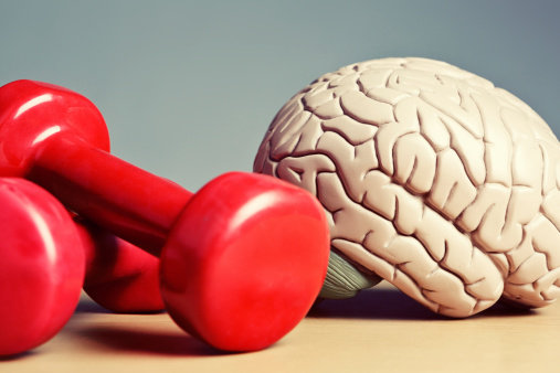 A model brain sits next to exercise weights. Metaphor for heavyweight intellects, or a reminder that exercise helps your circulation, so as well as keeping your body fit, it also keeps you mentally active. Double bonus!