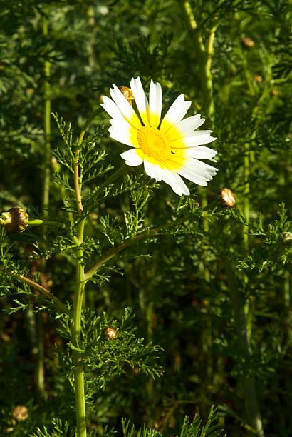istock Field of wonderful daisy flowers 512995894
