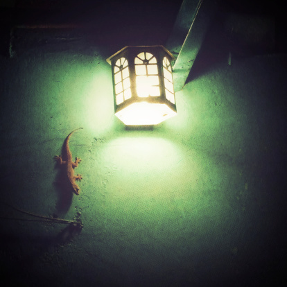 Gecko in the light on a wall.
