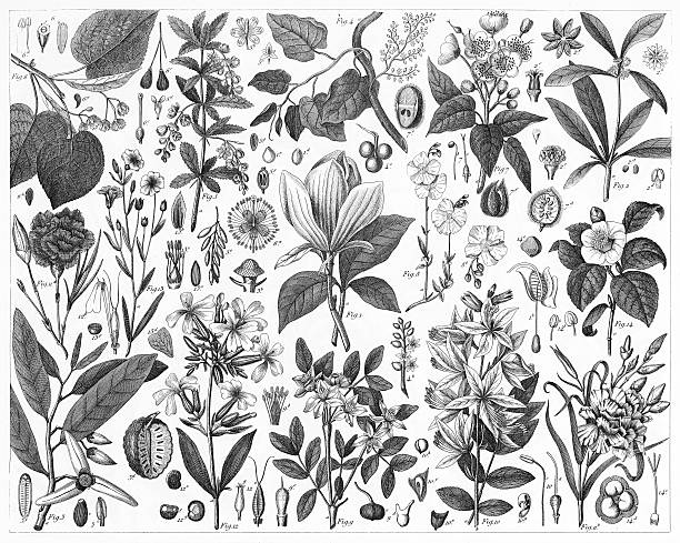 관상용 비종교) - white background plant flower herb stock illustrations