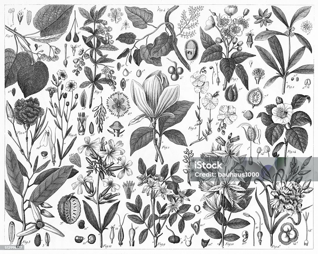 Ornamental Plants Stock Illustration - Download Image Now - Botany ...