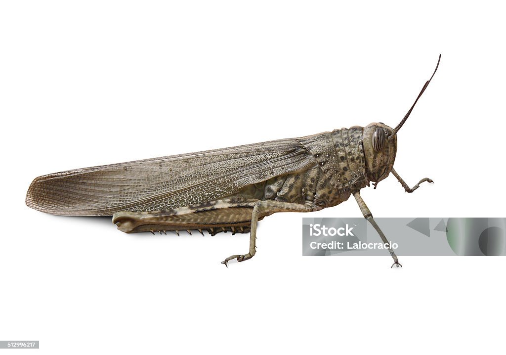 Grasshopper Isolated grasshopper Animal Stock Photo