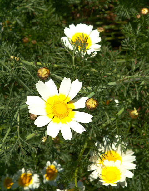 istock Field of wonderful daisy flowers 512996234