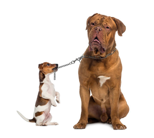 Jack Russell holding Dogue de Bordeaux with a chain leash