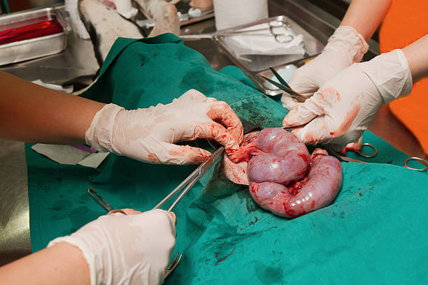 cane nella sterilizzazione operazione, veterinario rimozione di ute - animal uterus foto e immagini stock