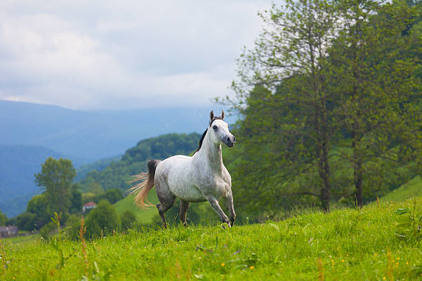istock Gray Arab horse gallops on a green meadow 512999235