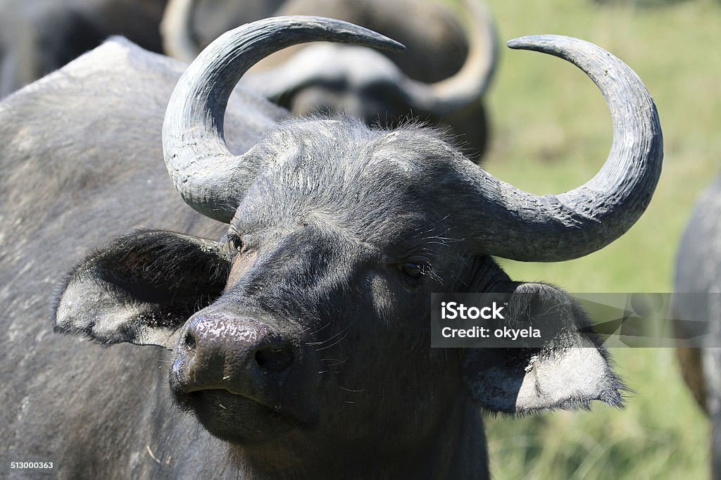 Cape Buffalo (Syncerus caffer), South Africa, young bull, Буйвол, теленок Cape Buffalo (Syncerus caffer), Eastern Cape, South Africa, young bull, calf, bivolino, Буйвол, теленок, буйволенок Africa Stock Photo