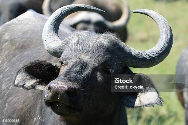 Cape Buffalo South Africa Young Bull Буйвол Теленок Stock Photo - Download Image Now