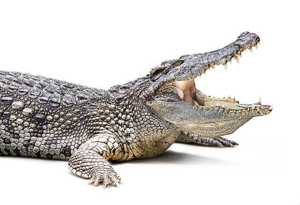Crocodile isolated Closeup of crocodile isolated on white background crocodile stock pictures, royalty-free photos & images