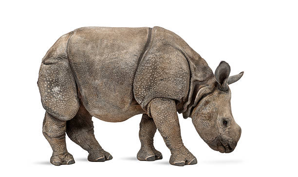 istock Young Indian one-horned rhinoceros (8 months old) 513000671