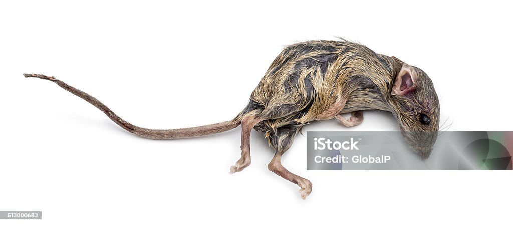 Ratón Muerto Foto de stock y más banco de imágenes de Animal - Animal, Animal doméstico, Animal muerto - iStock Ratón Muerto Foto de stock y más banco de imágenes de Animal - Animal, Animal doméstico, Animal muerto - iStock